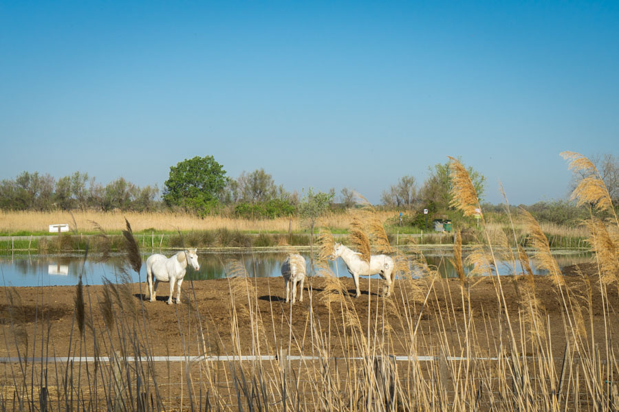 Saintes-Maries-de-la-mer, Camargue